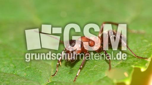 Rote Waldameise (2).jpg